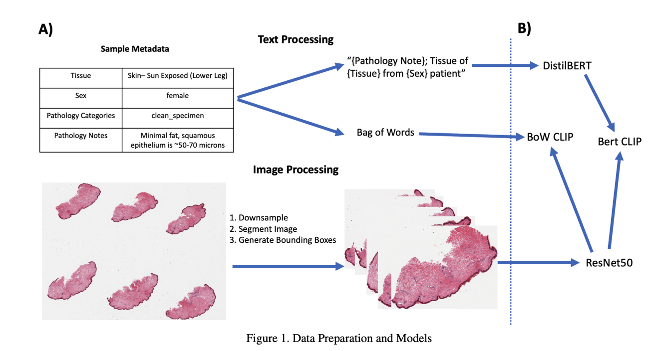 CLIP-based Histology Annotation Predictor