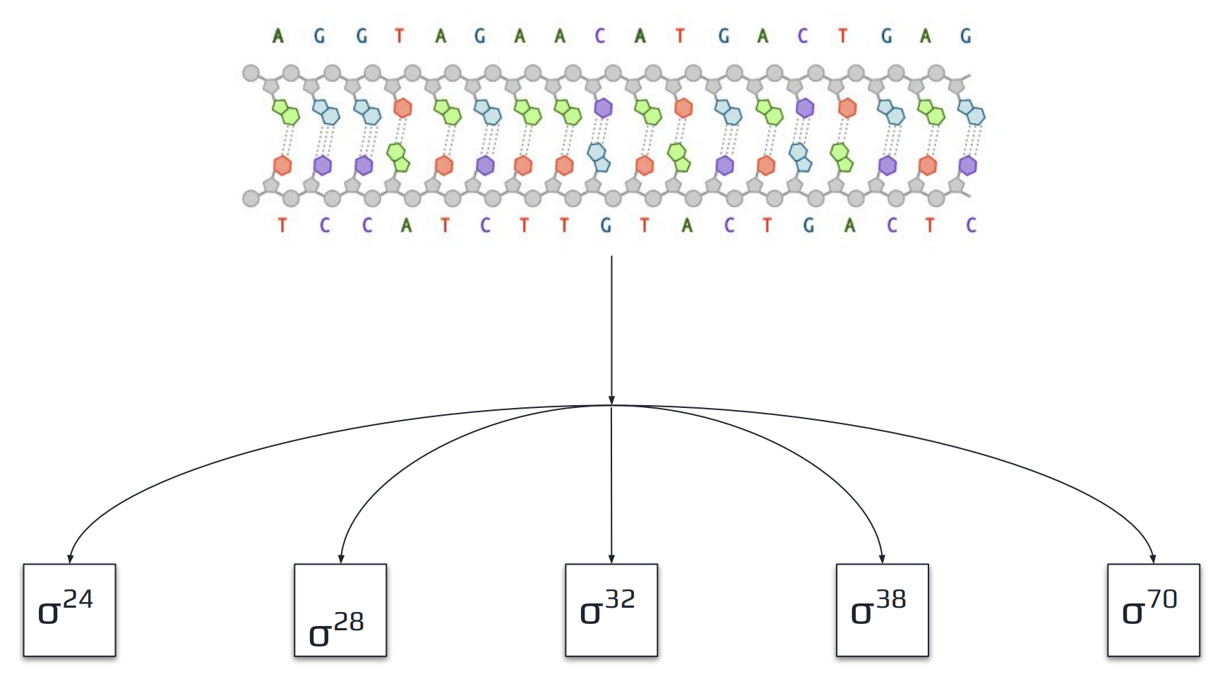 σ-promoter Classification